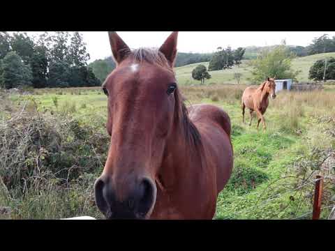 Horses