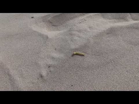 Sand Worm