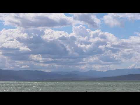 Black Swans, Simpsons Bay, Bruny Island