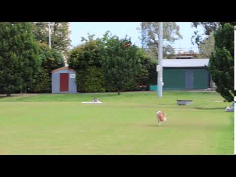 Park Dog Frisbee Catch (shaky)