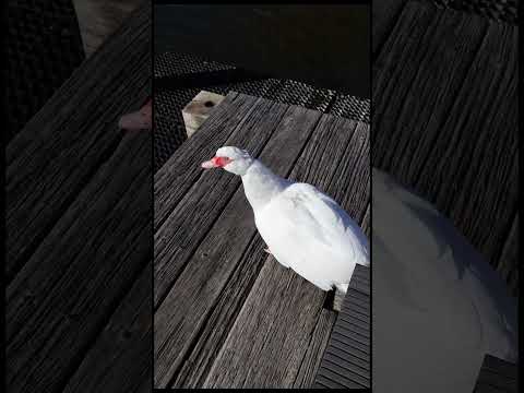 Looking for a good bird?