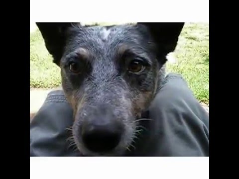 Slim Dusty - Duncan (featuring Desmond - Blue Healer)