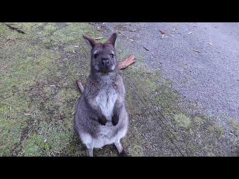 Wallabies