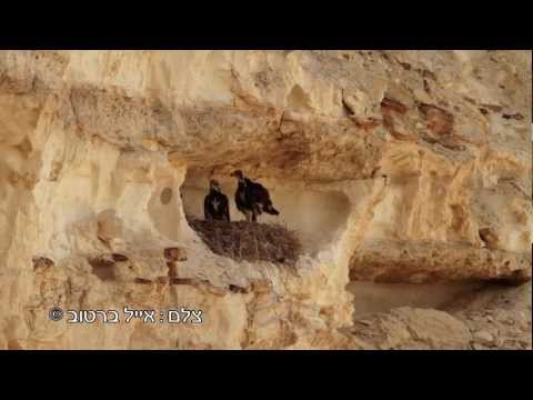 עיט זהוב מקנן בנגב Golden Eagle Nesting in Israel