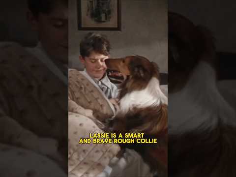 Lassie Is world Famous Dog 🐶 #dog #dogspecies #ytshorts #dogbreeds