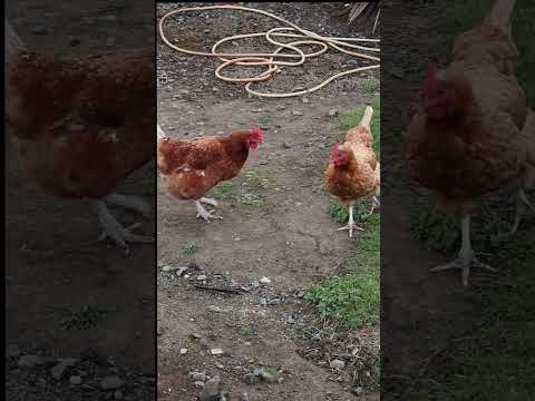 The Chickens