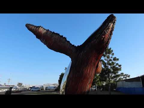 Big Whale
