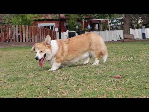 Park Corgi