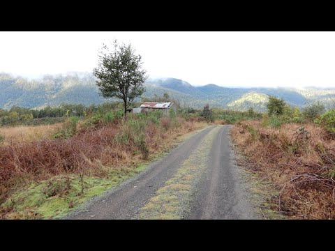 Morning Fern and Valley Walk