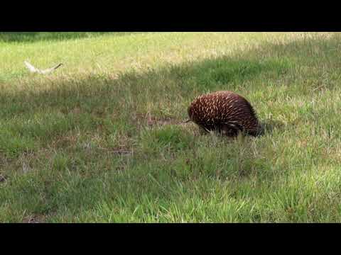 Echidna