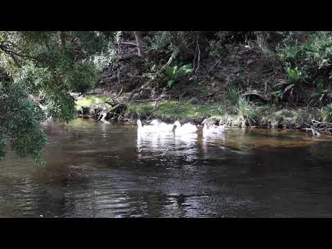 Geese