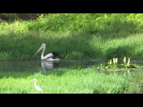 Pelican feeding