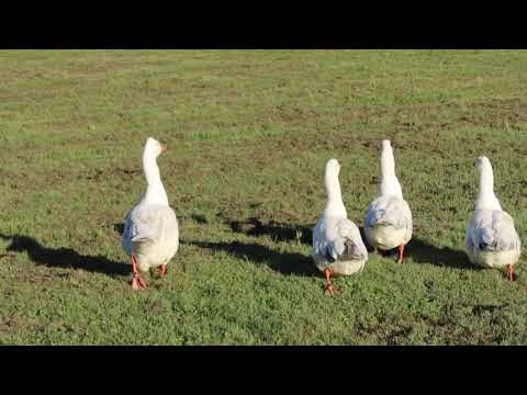 Geese walk