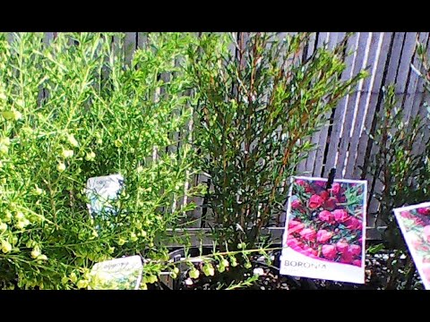 Boronia! [low-res]