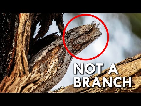 Tawny Frogmouth: Master of Camouflage