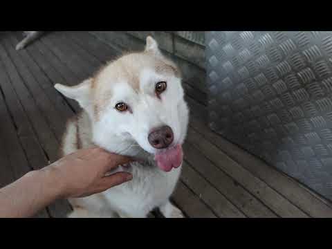 Siberian Huskies